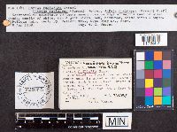 Jafnea fusicarpa image