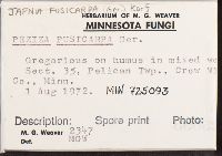 Jafnea fusicarpa image