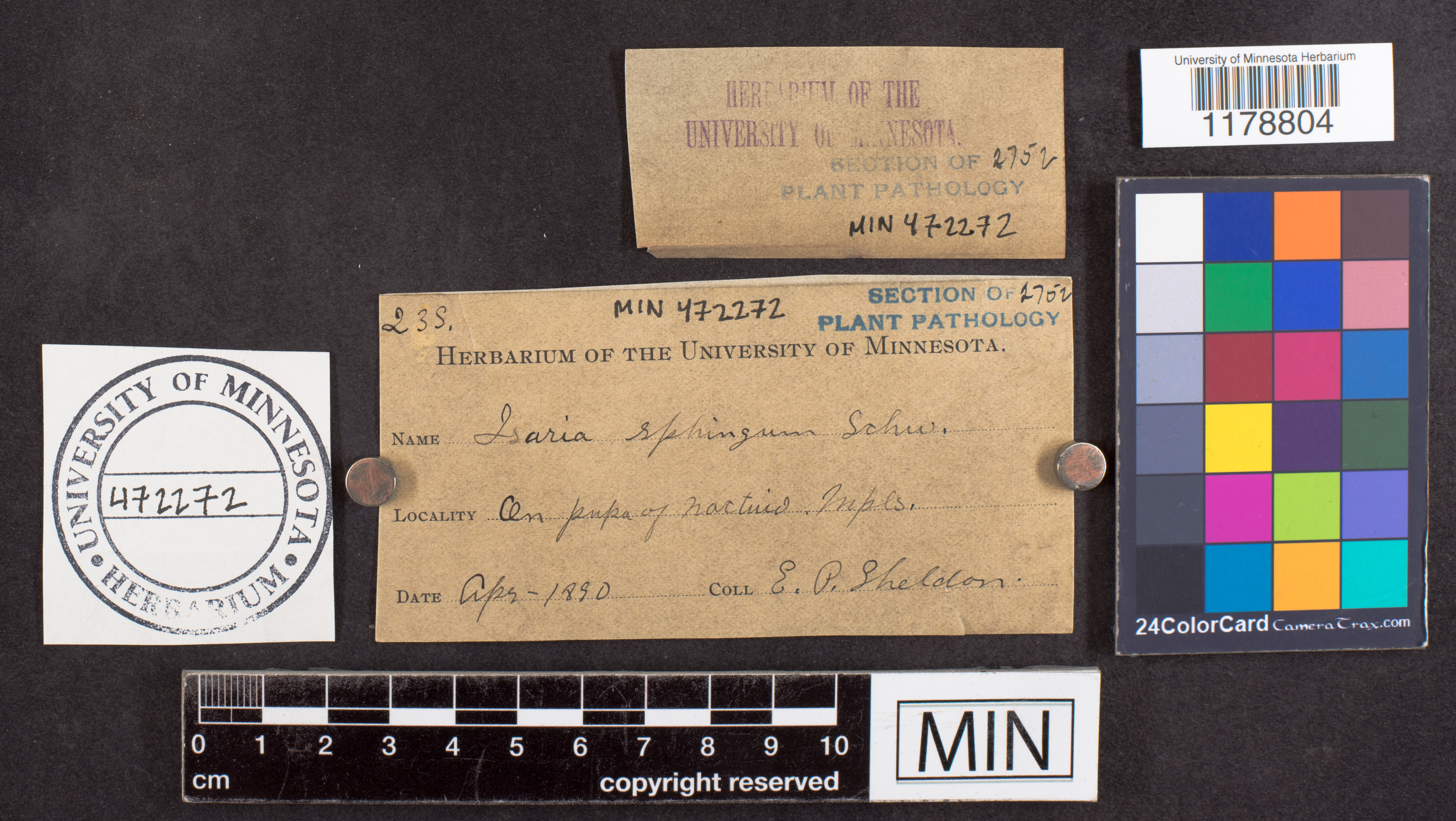 Isaria sphingum image