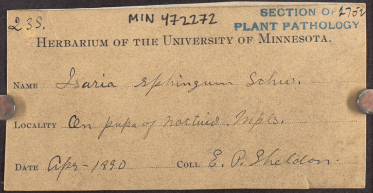 Cordycipitaceae image