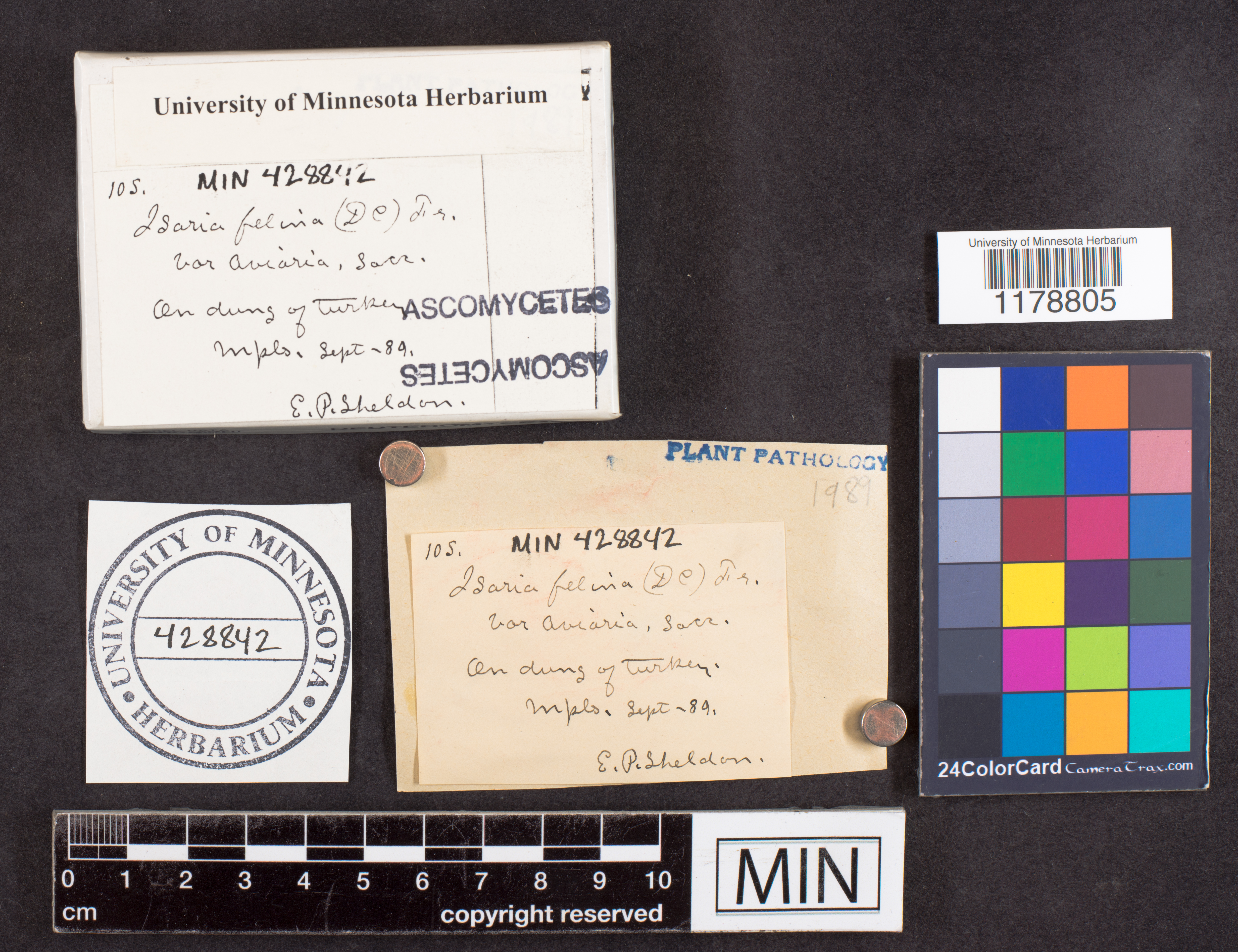 Isaria felina var. aviaria image