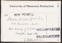 Isaria felina var. aviaria image