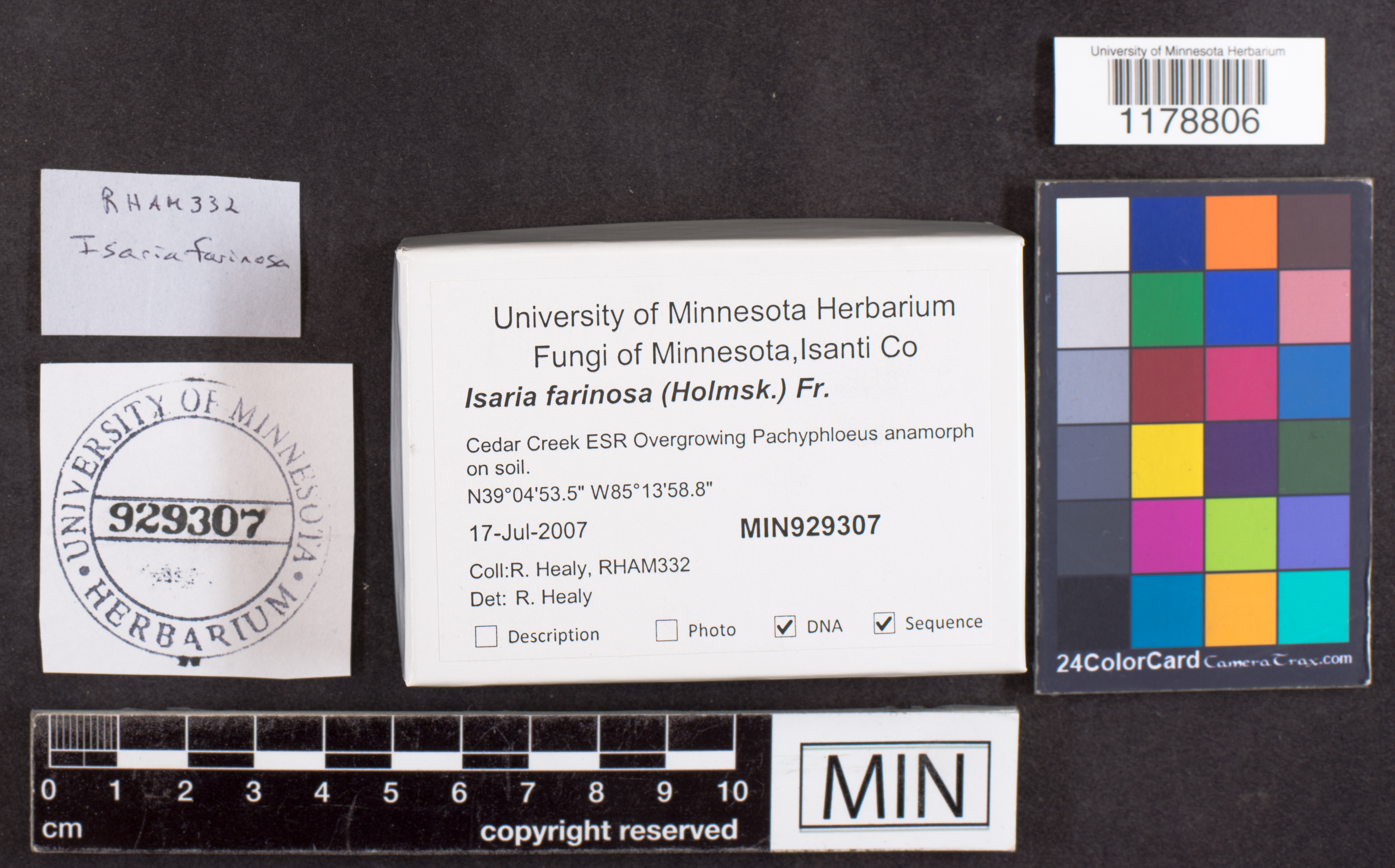 Isaria farinosa image