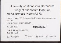 Isaria farinosa image