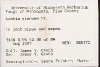 Leotia viscosa image