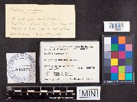 Leotia viscosa image