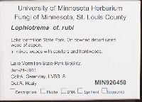 Lophiotrema rubi image