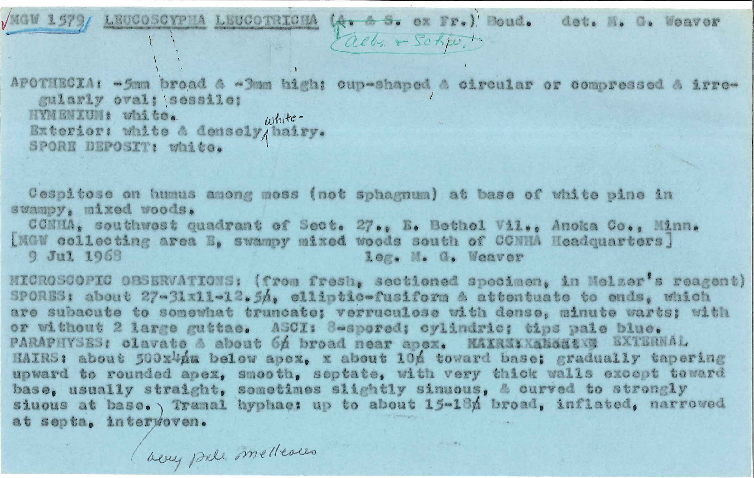 Leucoscypha leucotricha image