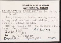 Leucoscypha leucotricha image