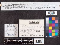 Leucoscypha leucotricha image