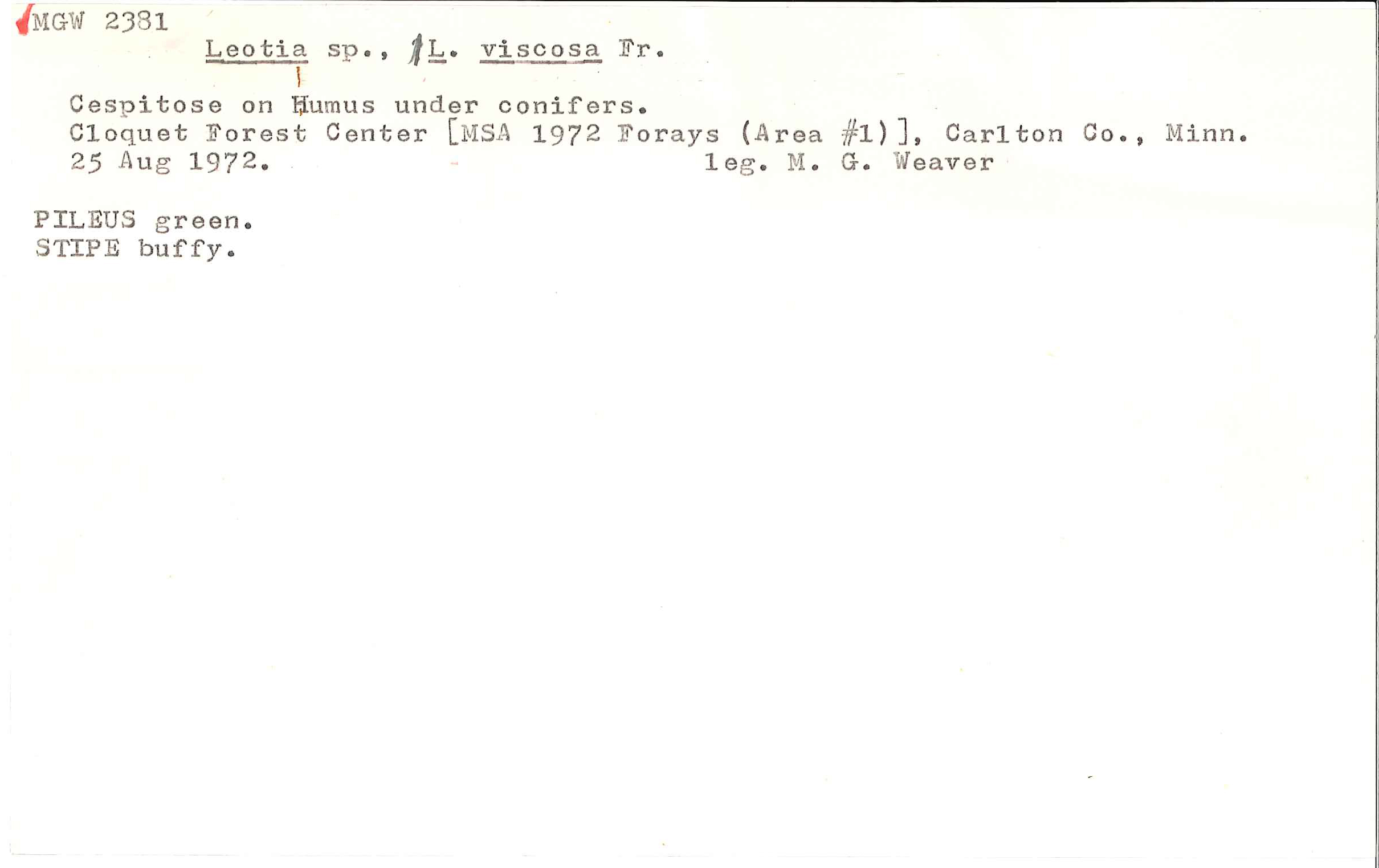 Leotia viscosa image