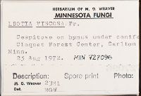 Leotia viscosa image