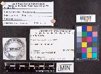 Leotia lubrica image