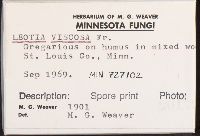 Leotia viscosa image