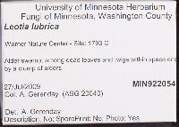 Leotia lubrica image