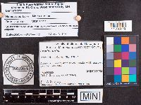 Leotia lubrica image