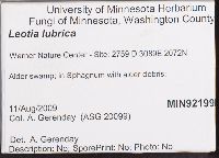 Leotia lubrica image