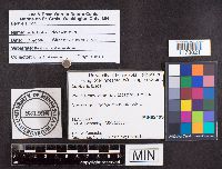 Leotia lubrica image