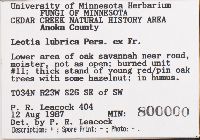 Leotia lubrica image