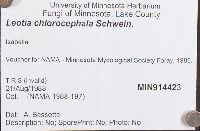 Leotia chlorocephala image