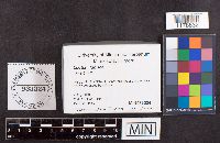 Leotia lubrica image