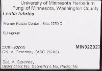 Leotia lubrica image