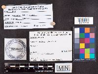 Leotia lubrica image