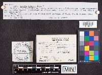 Leotia lubrica image