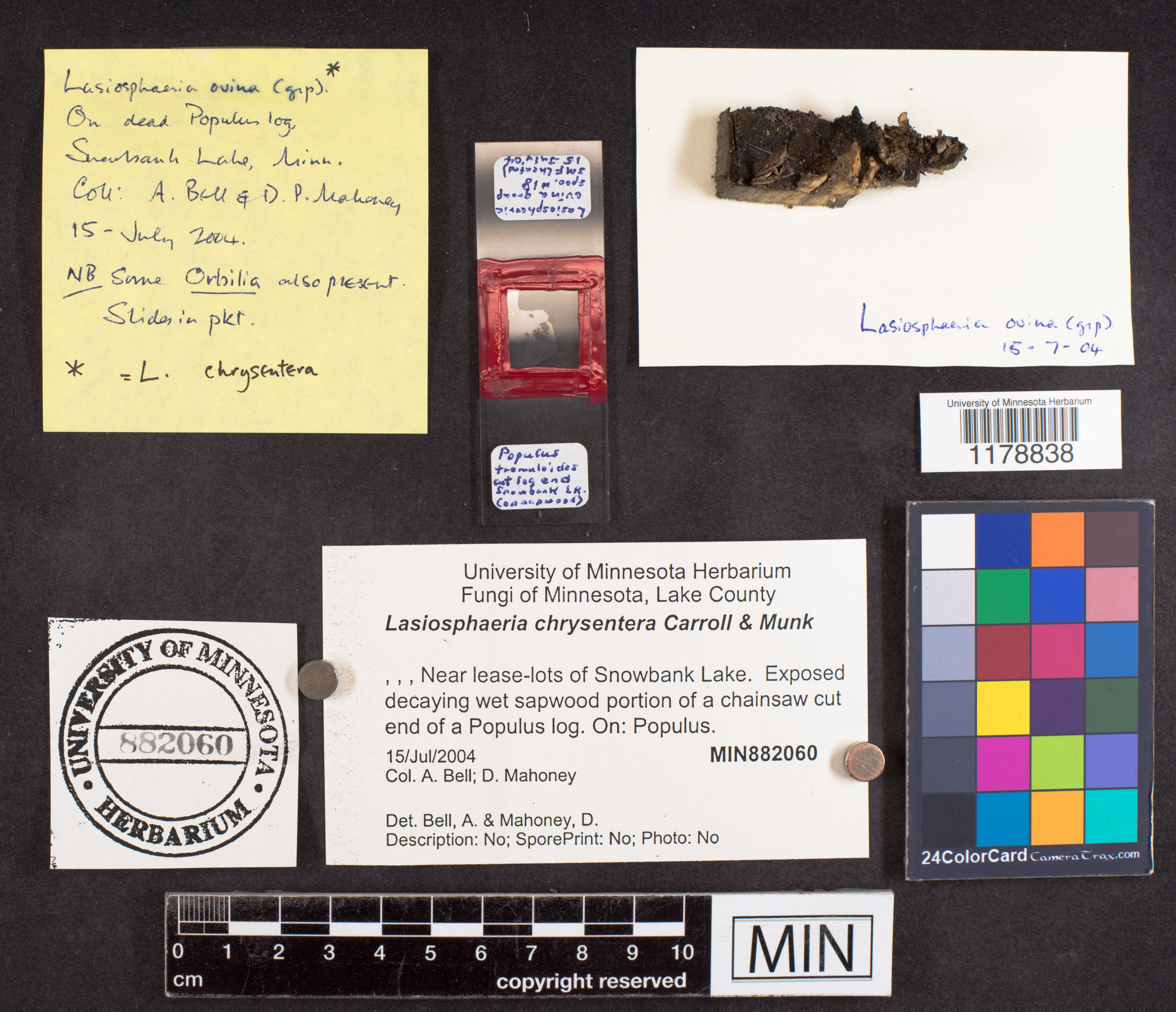 Lasiosphaeria chrysentera image