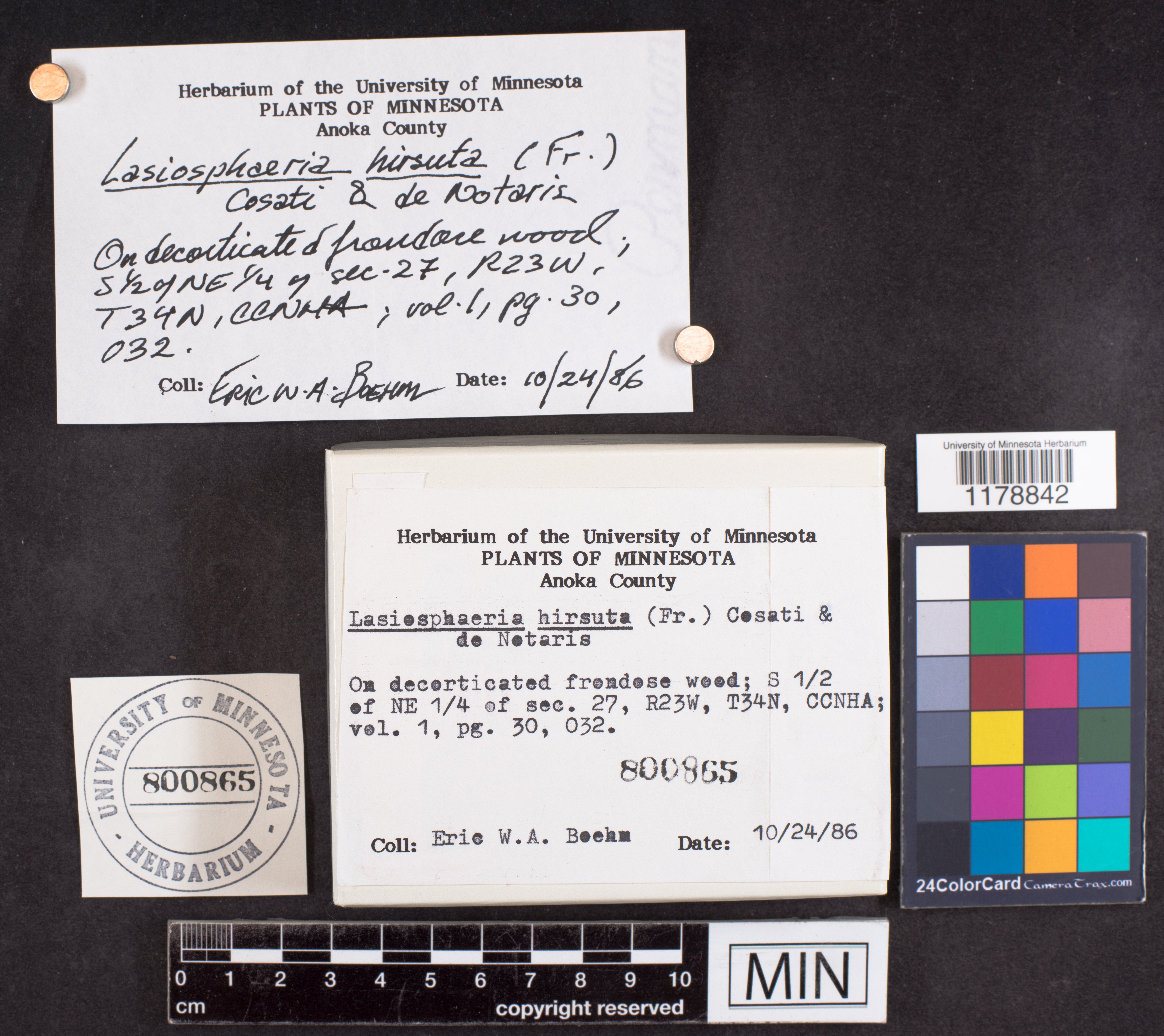 Lasiosphaeria hirsuta image