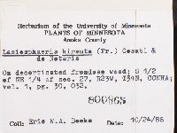 Lasiosphaeria hirsuta image