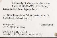 Cercophora ambigua image