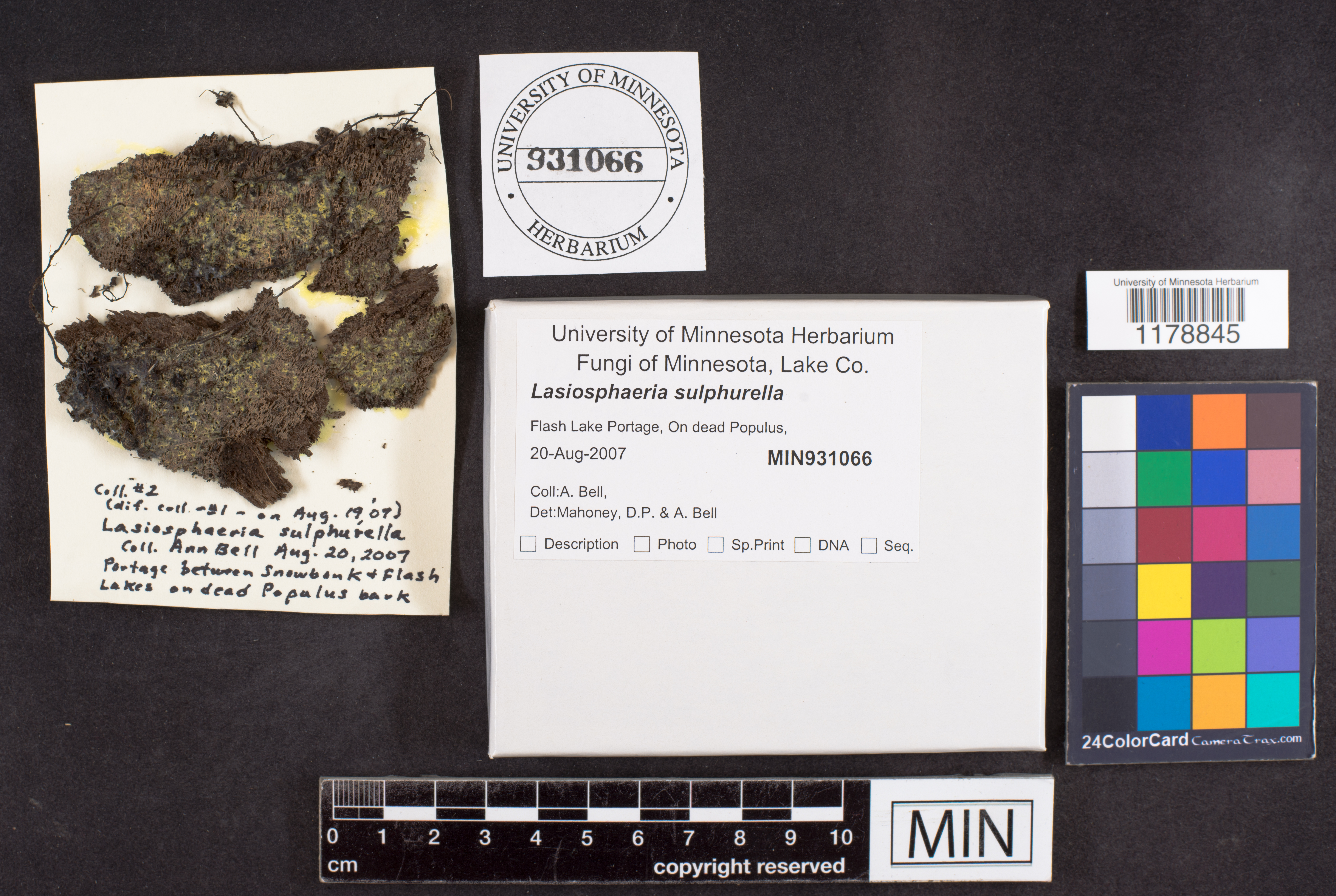 Cercophora sulphurella image