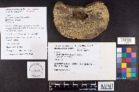 Ganoderma wiiroense image