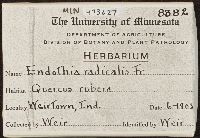 Endothia radicalis image