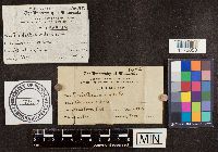 Media resource of Endothia radicalis