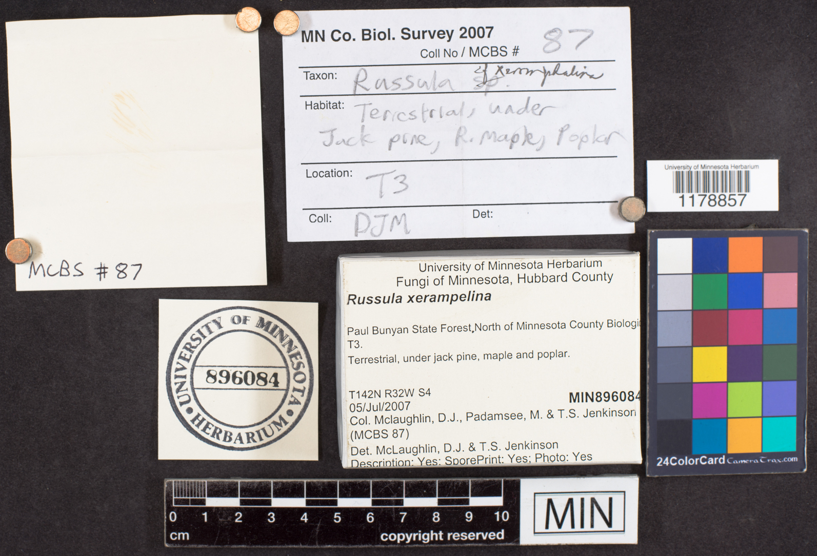 Russula xerampelina image