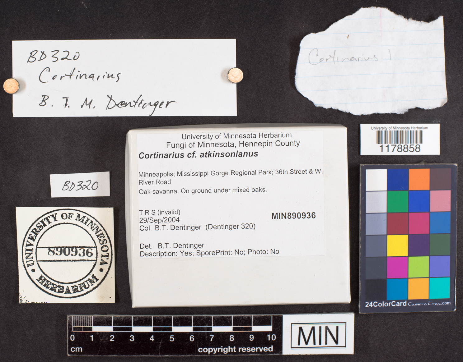 Cortinarius atkinsonianus image