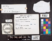 Media resource of Cortinarius atkinsonianus