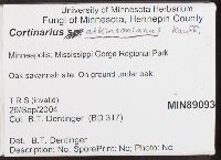 Cortinarius atkinsonianus image