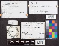 Cortinarius atkinsonianus image