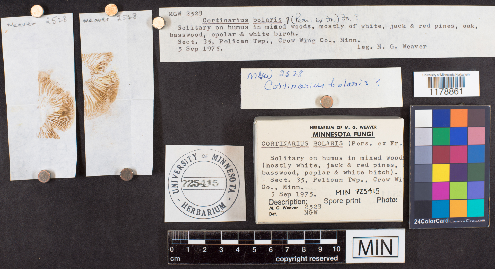 Cortinarius bolaris image