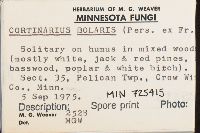 Cortinarius bolaris image