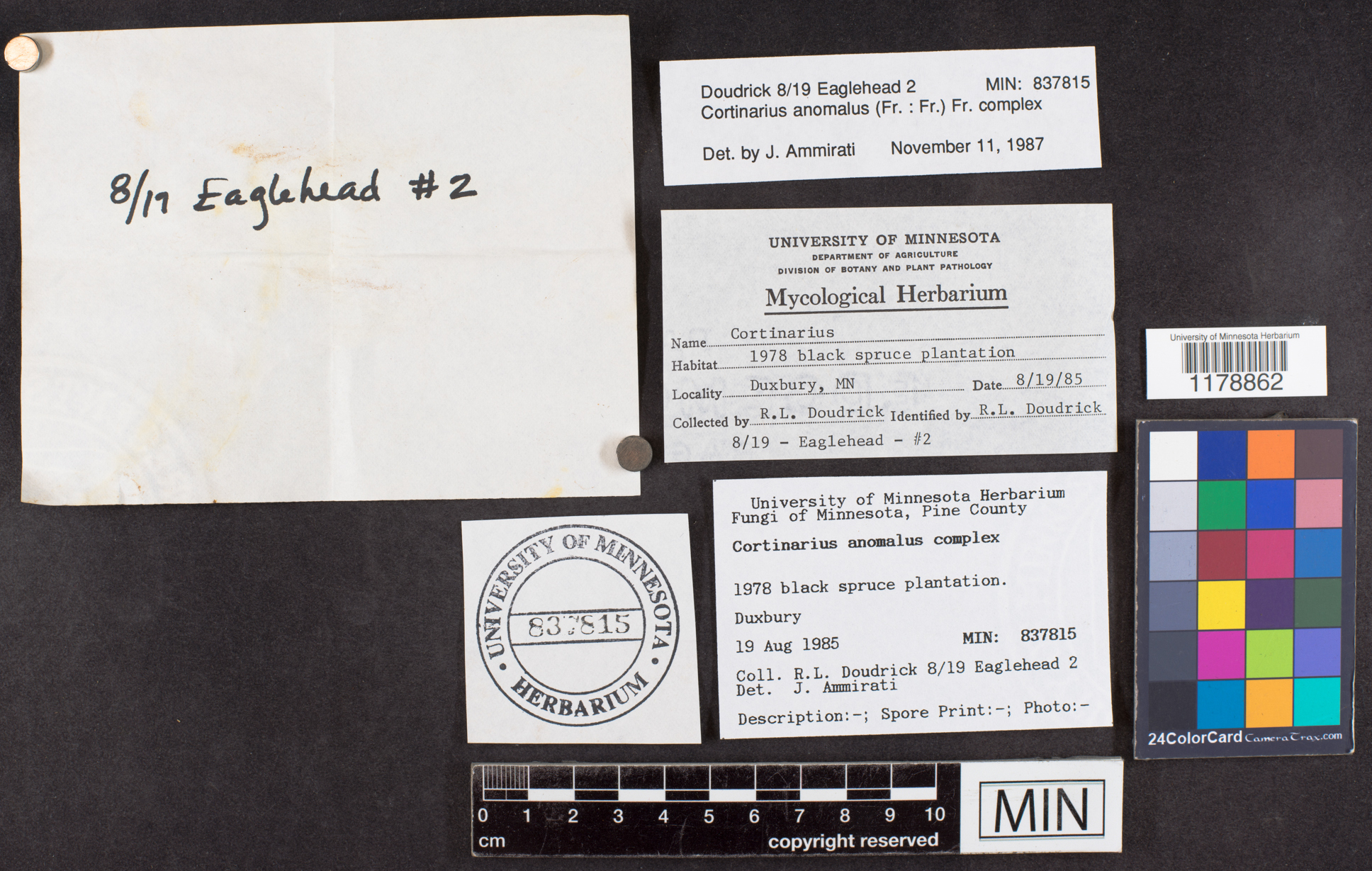 Cortinarius anomalus image