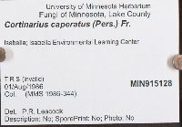 Cortinarius caperatus image