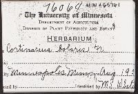 Cortinarius bolaris image