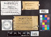 Cortinarius bolaris image