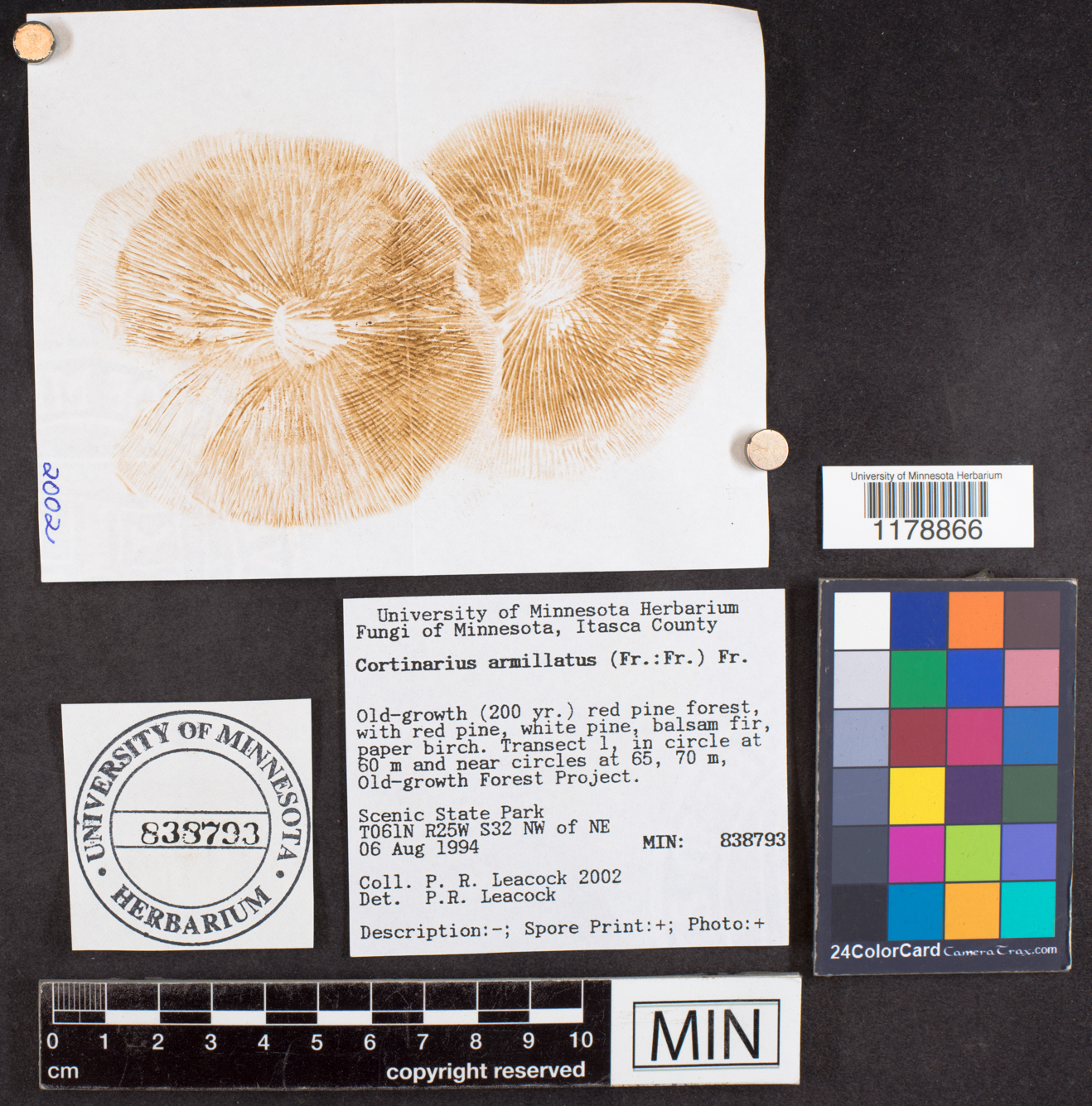 Cortinarius armillatus image