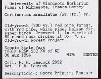 Cortinarius armillatus image