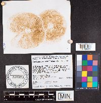 Media resource of Cortinarius armillatus